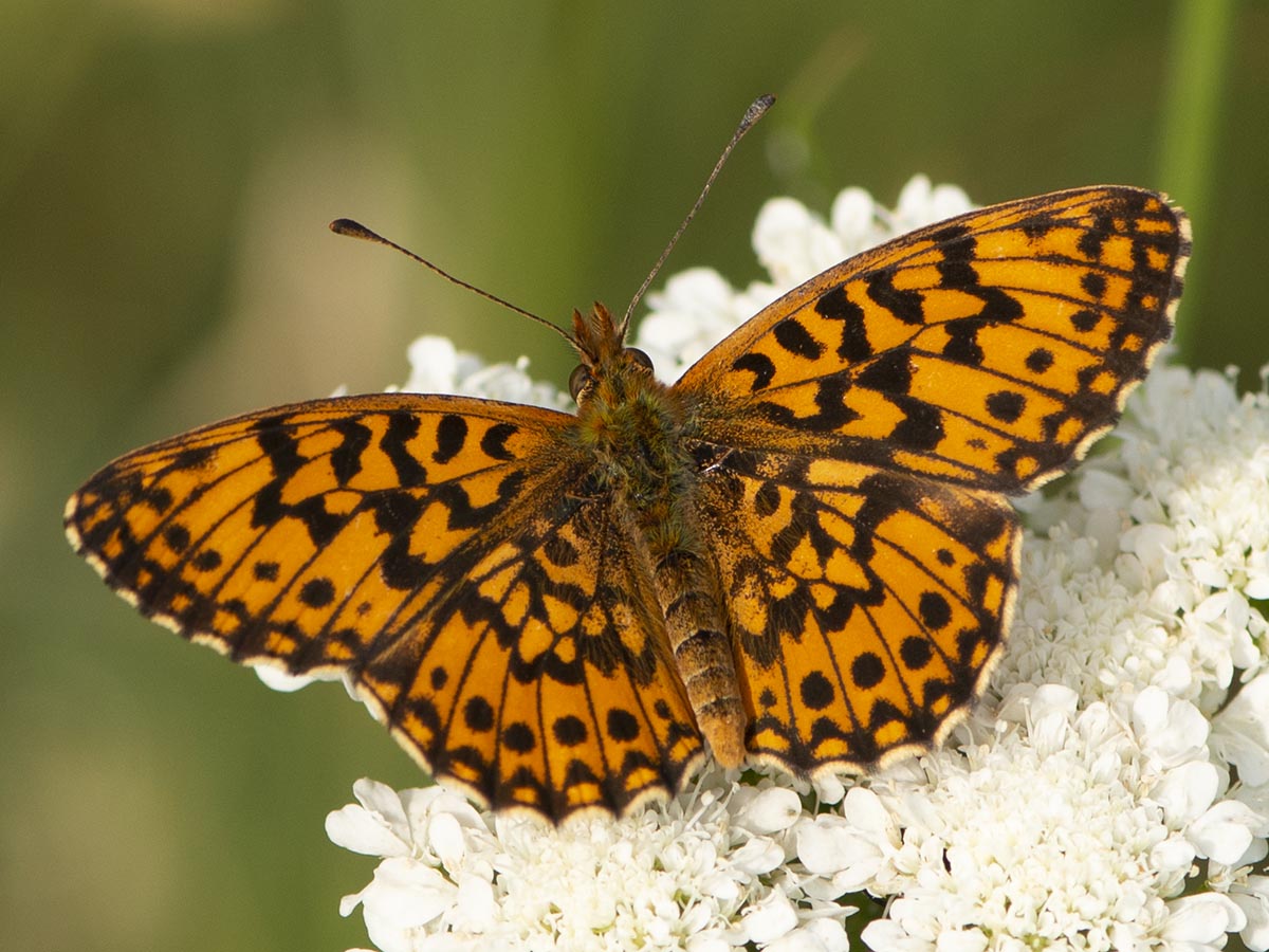 Habitus